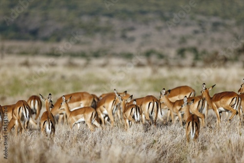 Breading herd of impala in Lewa Conservancy, Kenya