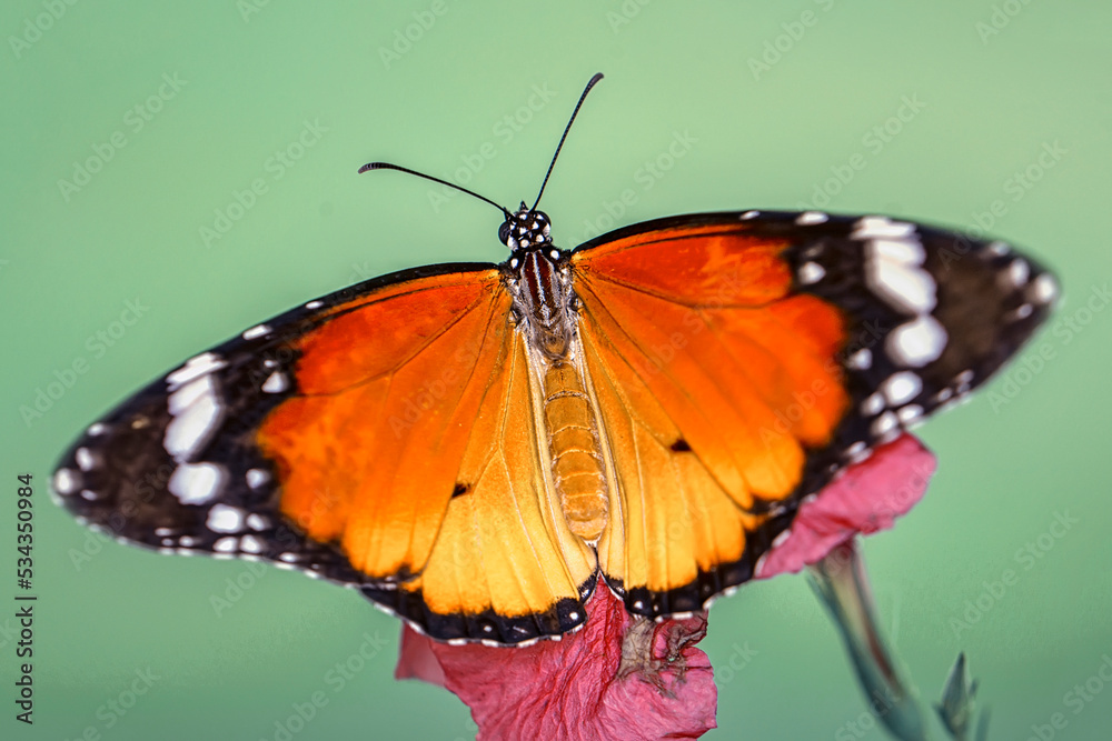 Fototapeta premium Macro shots, Beautiful nature scene. Closeup beautiful butterfly sitting on the flower in a summer garden.