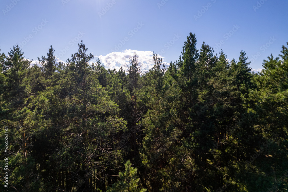 Drone aerial shot of green pine forests and spring birch groves with beautiful texture of golden treetops. Sunrise in springtime. Sun rays breaking through trees in mountains in golden time