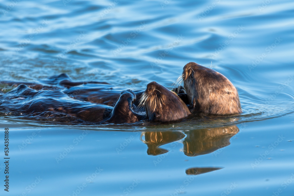 A juvenile and mother sea otter float together serenely in Moss Landing Harbor, California