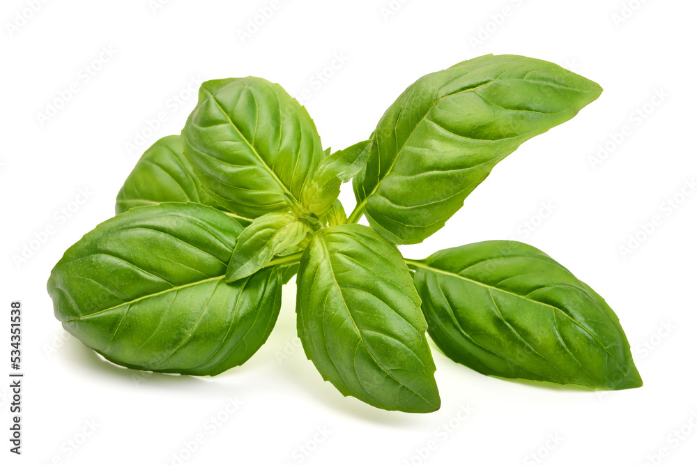 Basil isolated. Basil leaf on white. Close-up. Basil isolated. Basil leaf on white. Close-up.
