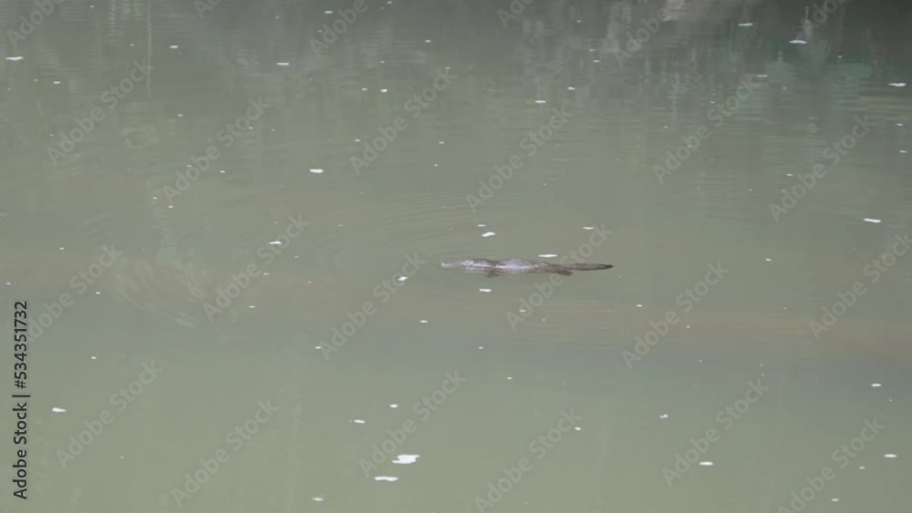 a wide tracking shot of a duck-billled platypus swimming in the broken river at eungella national park of queensland , australia
