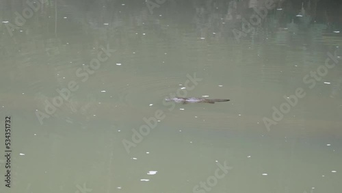 a wide tracking shot of a duck-billled platypus swimming in the broken river at eungella national park of queensland , australia photo