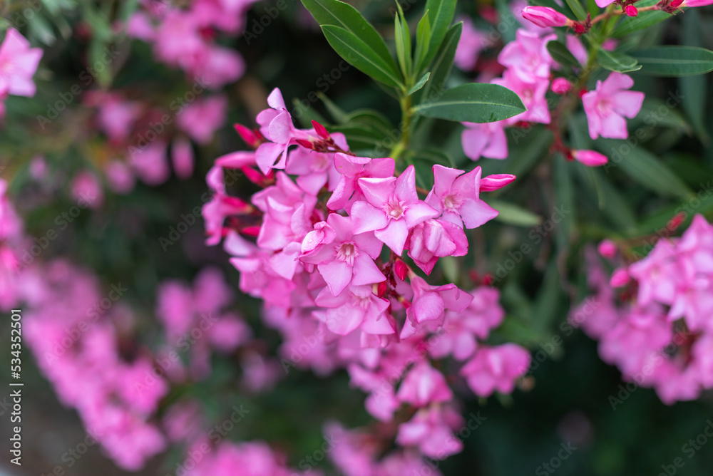 Blooming pink oleander flowers or nerium in summer. Selective focus. Copy space. Blossom spring, exotic summer Blooming pink oleander flowers or nerium in summer. Selective focus. Copy space. Blossom spring, exotic summer