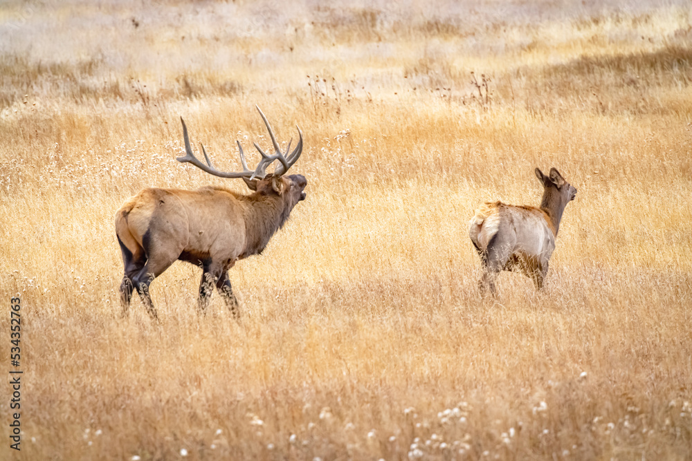 USA, Colorado, Rocky Mountain National Park. North American elk male