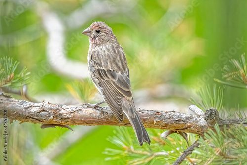 USA, Colorado, Fort Collins. Male house finch in a Hawthorne tree.