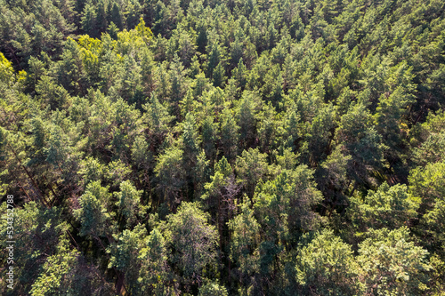 Drone aerial shot of green pine forests and spring birch groves with beautiful texture of golden treetops. Sunrise in springtime. Sun rays breaking through trees in mountains in golden time