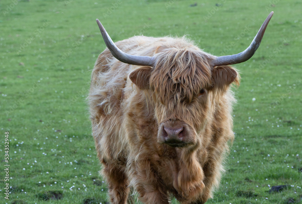 Highland cow in a green field Highland cow in a green field