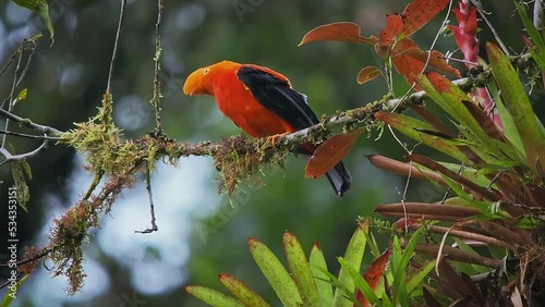 Andean cock-of-the-rock (Rupicola peruvianus), also tunki (Quechua), large passerine bird of the cotinga family native to Andean cloud forests in South America, national bird of Peru, flying away. photo