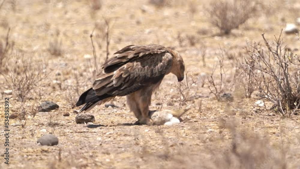 Tawny Eagle - Aquila rapax large bird of prey family Accipitridae, subfamily Aquilinae - booted eagles, African continent and Indian subcontinent, jerking and eating hunted african hare on the ground. Tawny Eagle - Aquila rapax large bird of prey family Accipitridae, subfamily Aquilinae - booted eagles, African continent and Indian subcontinent, jerking and eating hunted african hare on the ground.