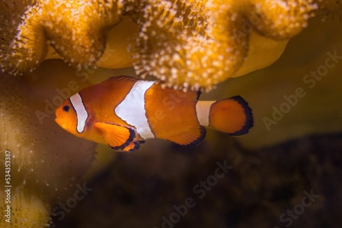 Vászonkép Closeup shot of orange clownfish swimming near coral