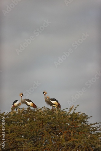 Vertical shot of crowned crane birds up in a tree in Lewa Conservancy, Kenya photo