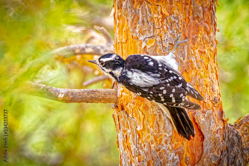 USA, Colorado, Fort Collins. Female downy woodpecker on tree trunk.