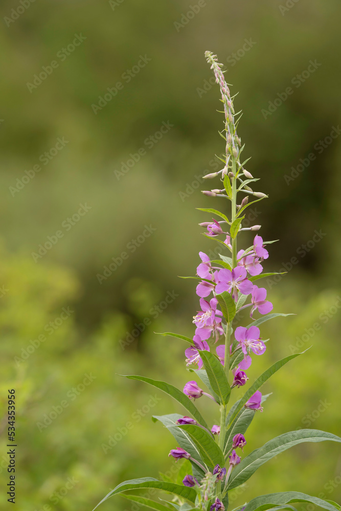 USA, Colorado, Gunnison National Forest. Fireweed close-up.