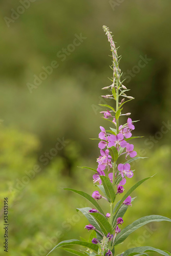 USA, Colorado, Gunnison National Forest. Fireweed close-up.