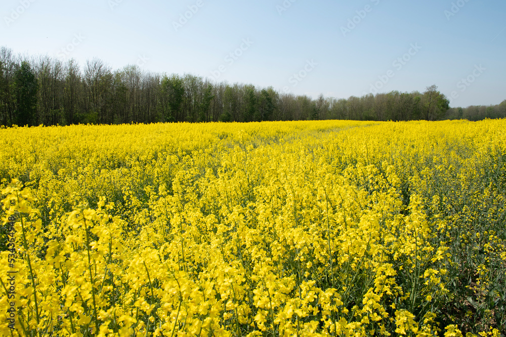 bright yellow field of blooming rapeseed sunny spring day, natural background