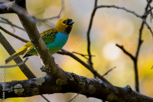 yellow and blue bird © Ubirajara Oliveira