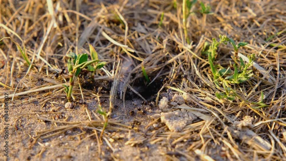 Black ants. Ants close-up. Ant colony. Ants teamwork Black ants. Ants close-up. Ant colony. Ants teamwork