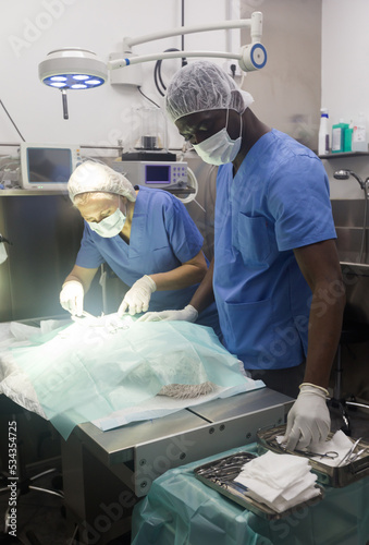 Experienced veterinarians doing operation for dog in a veterinary clinic