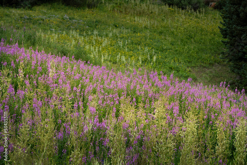 USA, Colorado, Gunnison National Forest. Fireweeds in mountain meadow.