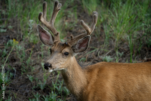 USA, Colorado, Woodland Park. Mule deer buck with velvet antlers. © Danita Delimont