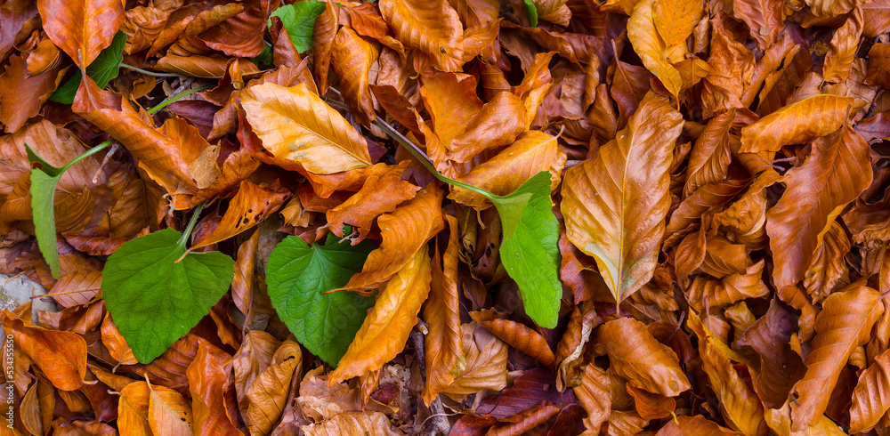 red dry leaves in grass, natural plant background red dry leaves in grass, natural plant background