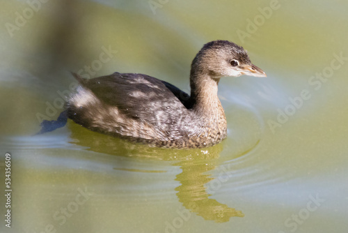 duck on the water photo