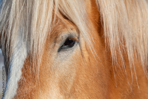 USA  Colorado  Westcliffe. Music Meadows Ranch. Draft breed  horse head detail.  PR 