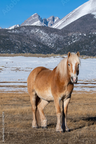 USA, Colorado, Westcliffe. Music Meadows Ranch. Draft breed horse (Haflinger) with Rocky Mountains in the distance. (PR)
