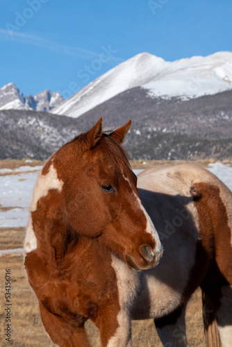 USA, Colorado, Westcliffe. Music Meadows Ranch. Paint horse with Rocky Mountains in the distance. (PR) © Danita Delimont