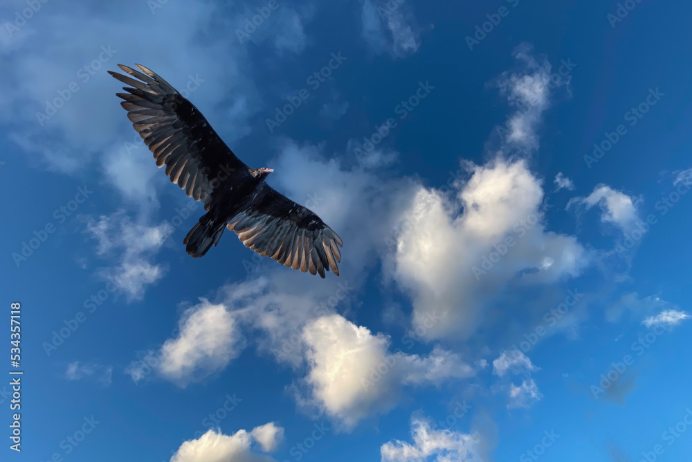 Fototapeta premium Turkey Vulture soars high in the blue sky