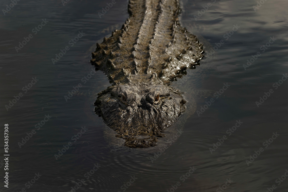 American alligator, Myakka River State Park, Florida