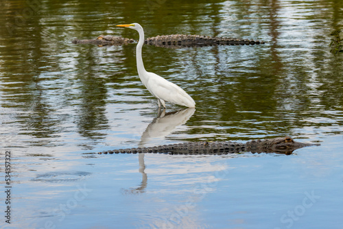 Great egret  Ardea alba standing among two alligators  Florida