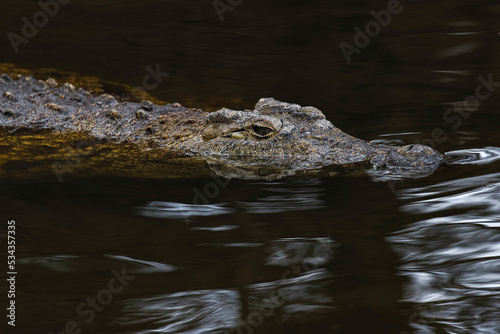 Saltwater crocodile, Crocodylus porosus, Florida