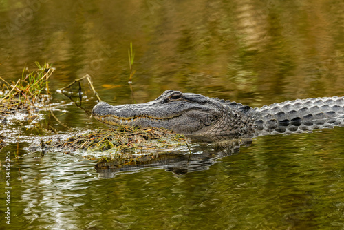 American alligators, Merritt Island National Wildlife Refuge, Florida