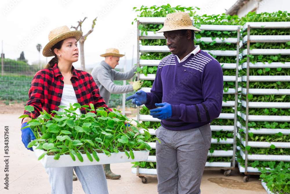 Obraz premium Group of people farmers with trays full of seedlings, working at a farm