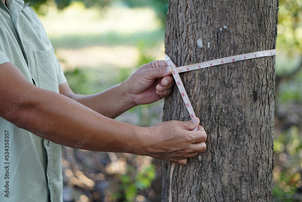 Forester hands use measuring tape to measure trunk of tree. Concept