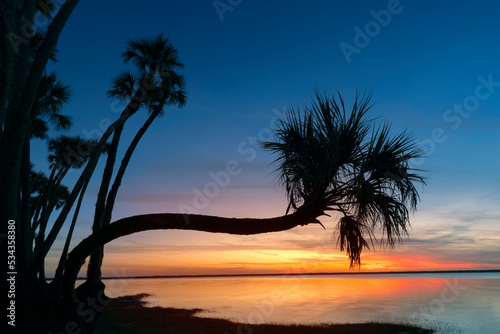 Sable palm tree silhouetted along shoreline of Harney Lake at sunset  Florida