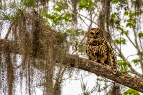 Usa, Florida. Barred owl at Lochloosa Lake