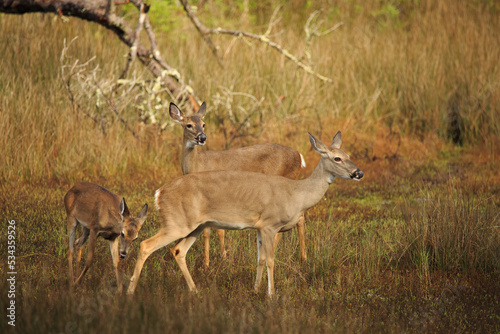 USA, Georgia, Savannah. Deer in the marsh at Skidaway Island State Park.