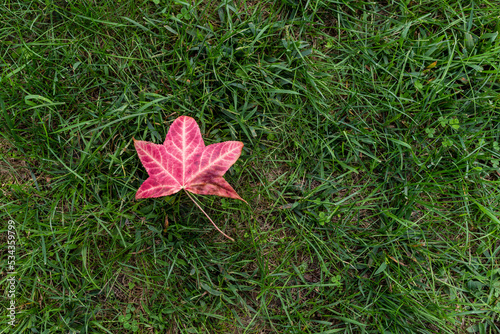 red leaf on grass