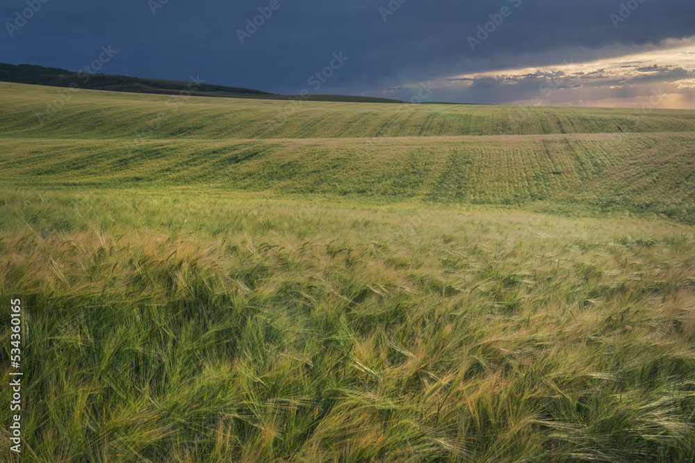 Wheat Fields, Snake River Plain, Idaho.