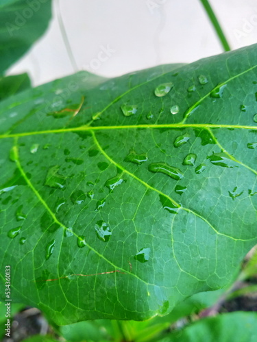 leaf with water drops
