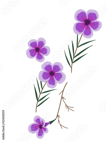 Flor violeta mexicana en fondo blanco 