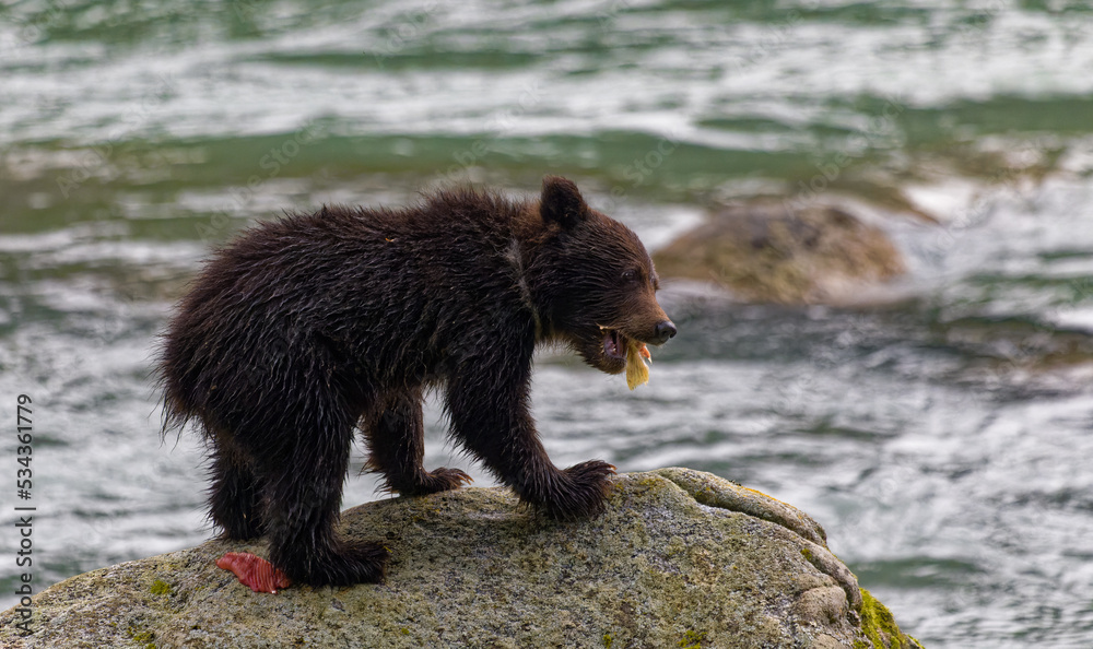 Obraz premium Cub Eating Salmon