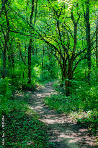 Forest path, Whitewater Memorial State Park, Indiana, USA. © Danita Delimont