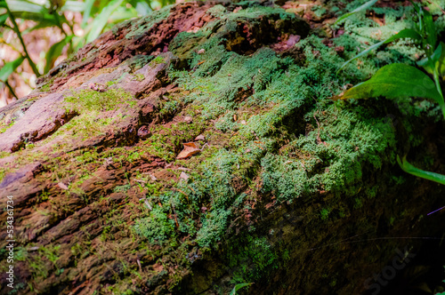 Mossy log  Whitewater Memorial State Park  Indiana  USA.