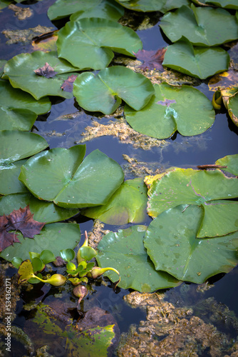 Floating water lily leaves, France Park, Indiana, USA.