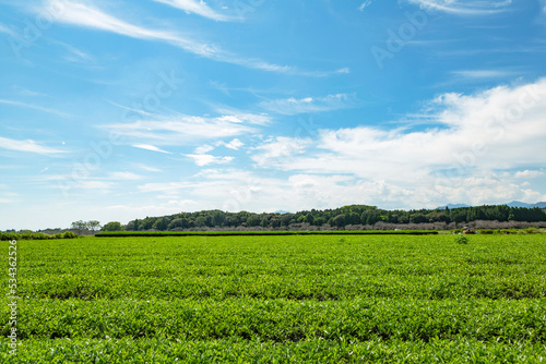 お茶畑　西都市
