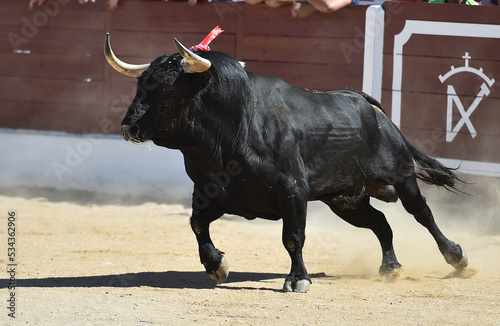 un gran toro negro con grandes cuernos en un tradicional espectaculo de toreo en españa